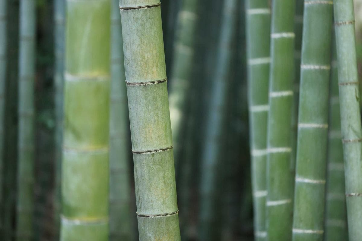 Mavi Ruzgar